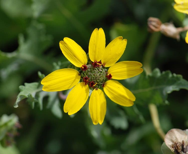 Chocolate-Scented Daisy